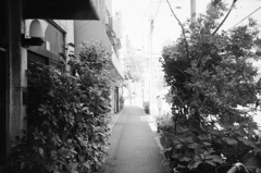 あるジャングル