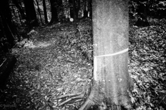 悪魔の森　オーブ