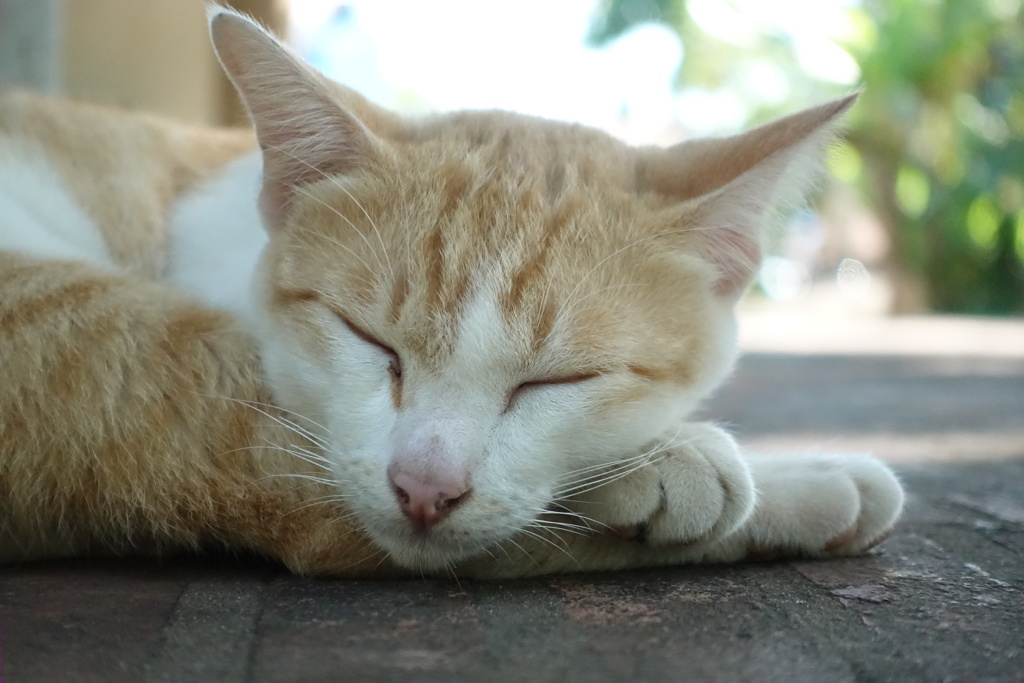 カンボジア　ねむり猫