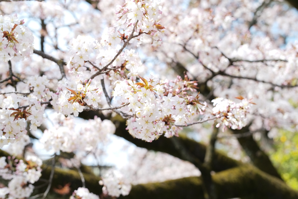さっさと撮る桜