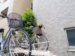 猫、何をやってるんだ？