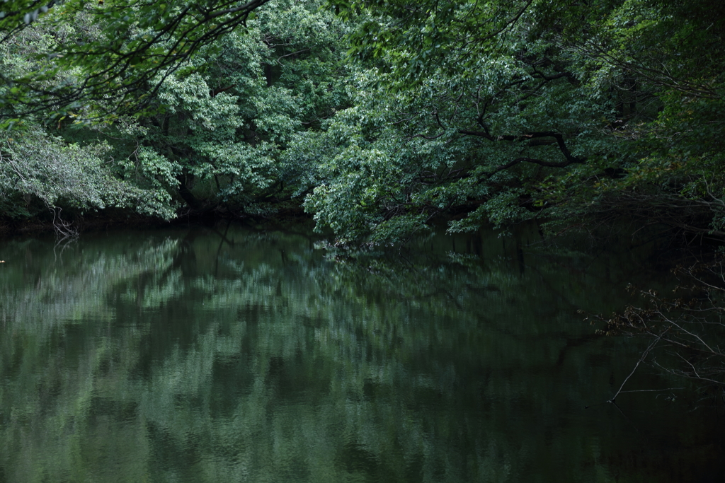 吸いこまれた沼