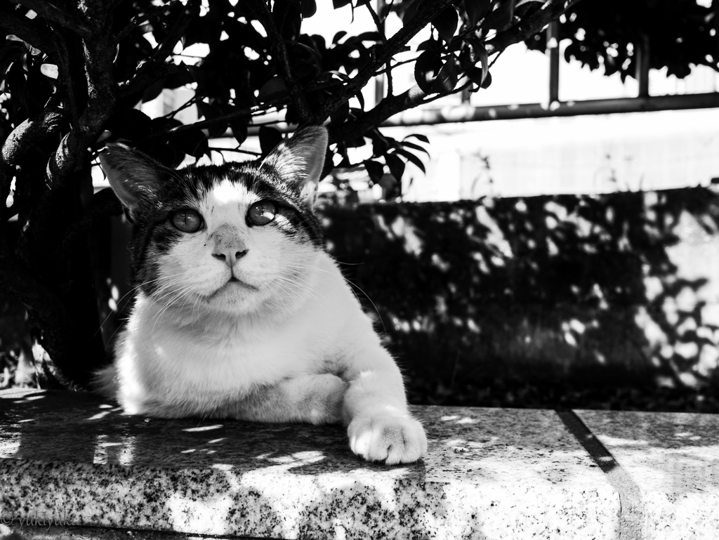 猫に人気の私