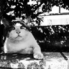 猫に人気の私