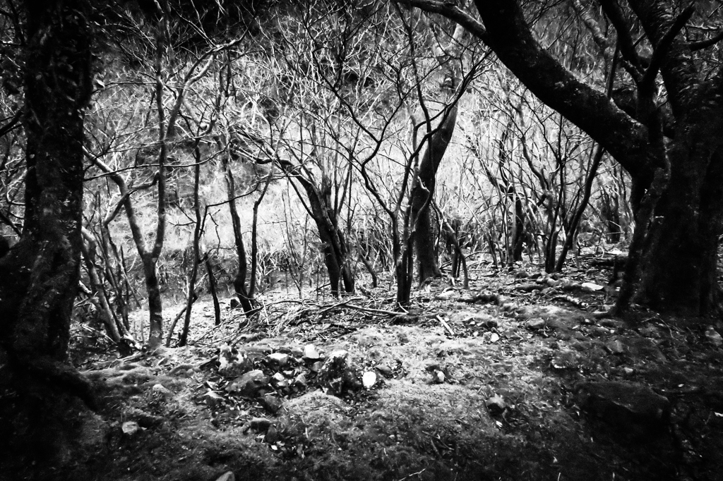 きっと何かいる