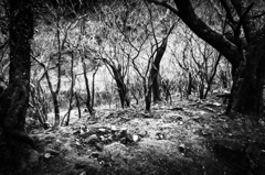 きっと何かいる