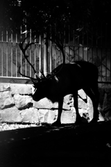 トナカイの考え