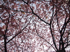 見上げた
