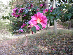 襲ってきた花