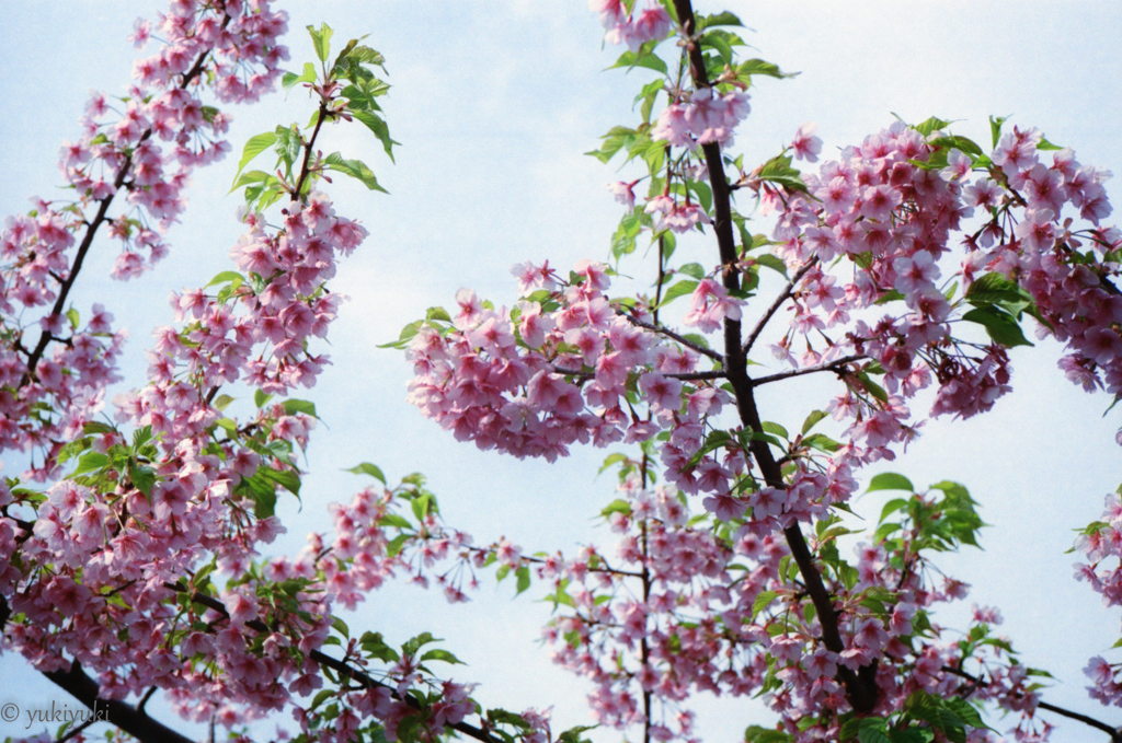 さりげなく桜