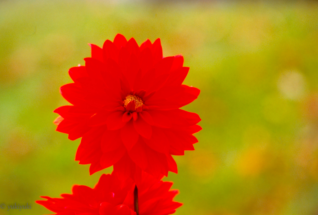 飛びだす花