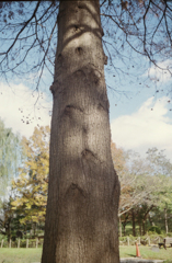 ポートラ的な木