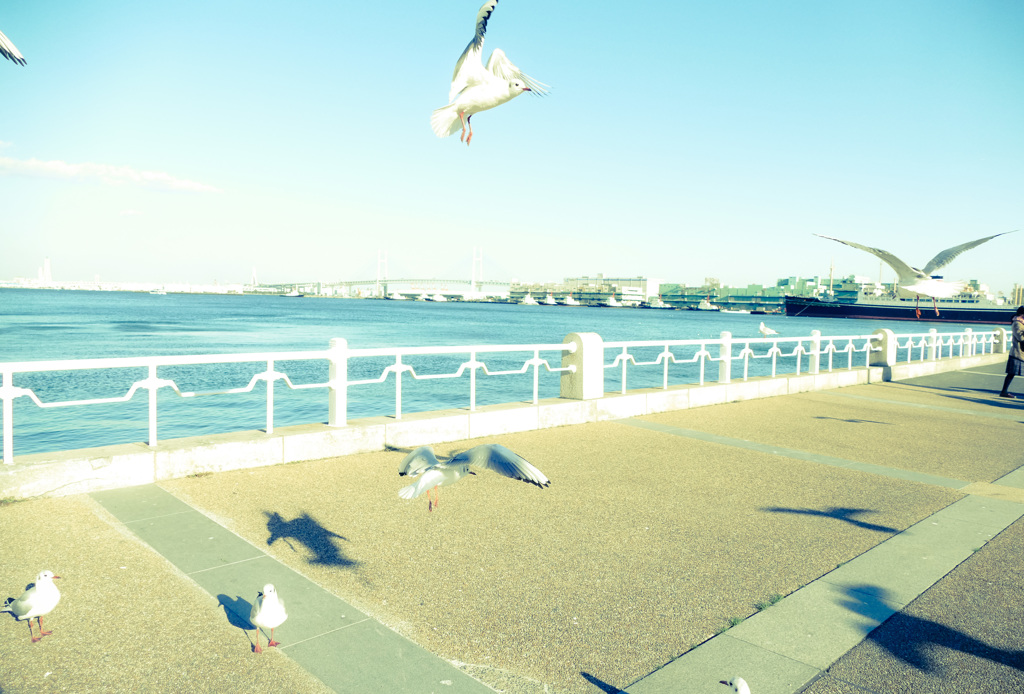 鳥に人気の私　２