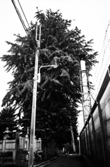 大きな木の下で気付いた小さな心