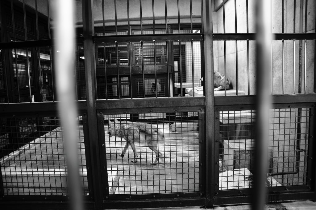 檻の中の複雑・・・狼