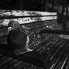 鳩に人気の私