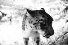 ネコ科に人気の私 NO6 ネコ科に人気の私 NO6