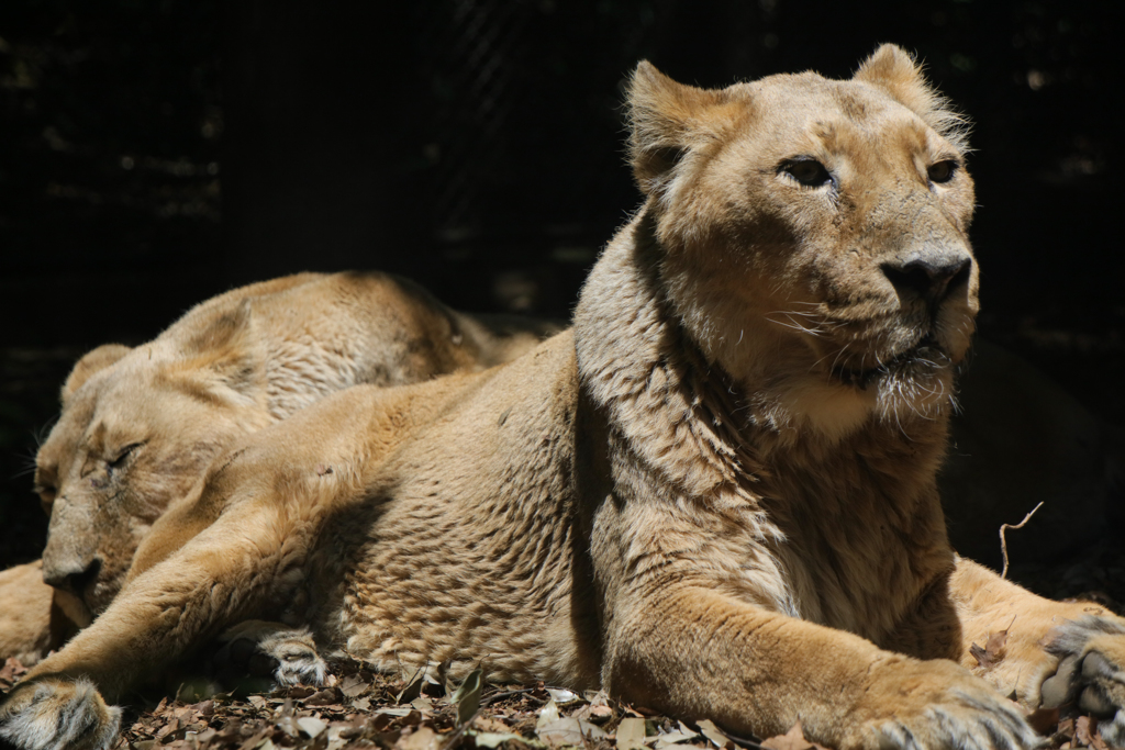 ライオン物語ラスト　触ってみたかった　
