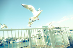 鳥に人気の私　ＮＯ１