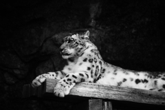 ネコ科に人気の私　シリーズ１