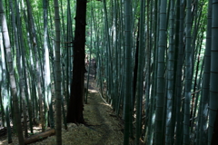 悪魔の森　カラー