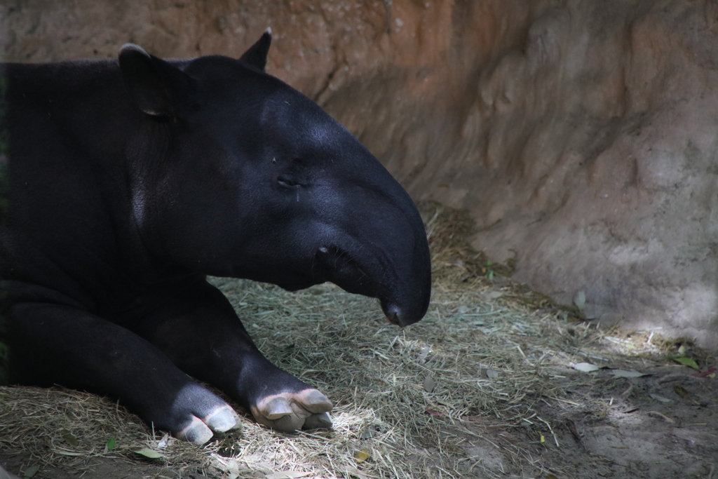 夢を見て泣いたあいつ