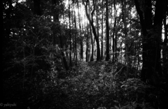 悪魔の森　ジメジメした世界