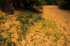 イエローカーペット