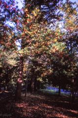 やや説明できない木