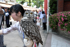 ふくろうに人気