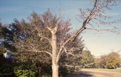 レトロになった木