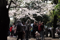 光か桜か