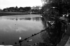 カモメが飛んだ日