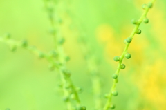 ゆきゆきマクロ　グリーングリーン