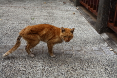 あいつ・・・少し可愛そうな状態だった