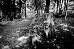 仙人峠　悪魔の森　１