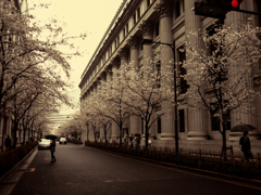 ある日曜日の桜