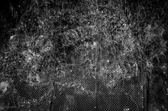 １００年間被写体となれないあいつ