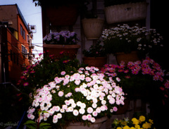 その辺の朝　　近所の花
