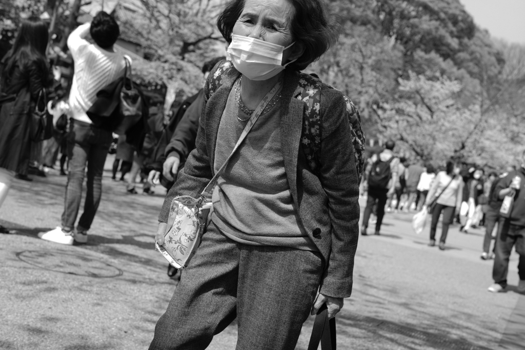 楽しい桜見