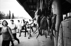 カエルを買ってかえる