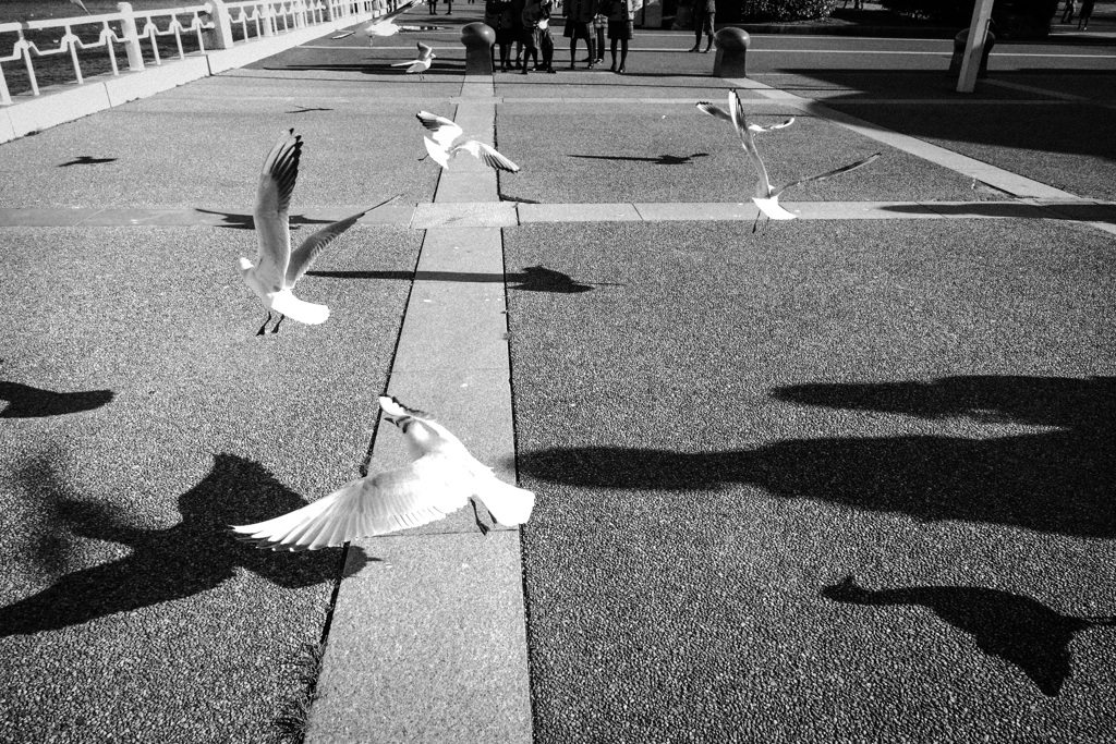鳥に人気の私　４