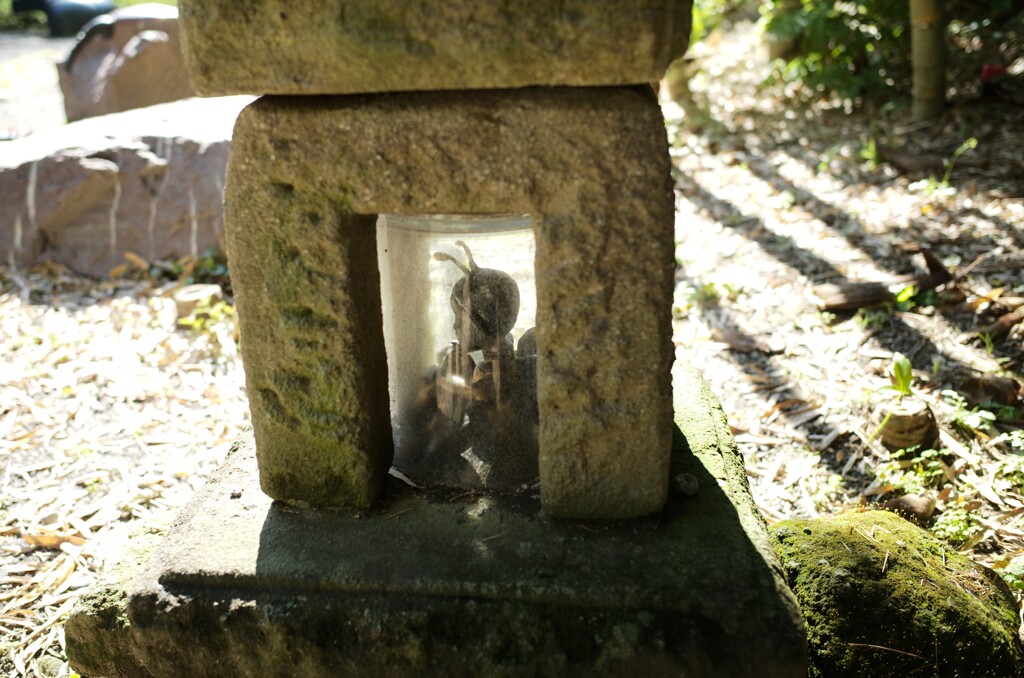 鎌倉の虫