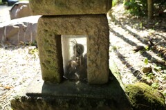 鎌倉の虫
