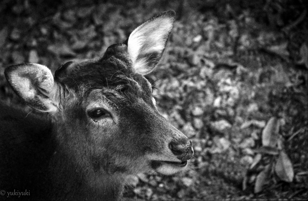 ｄｅｅｒ