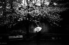 雨の公園