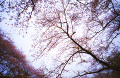 現像遅れの桜