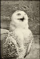 ヒー！！　お前何してんだ？