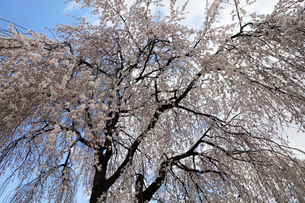 爆発桜