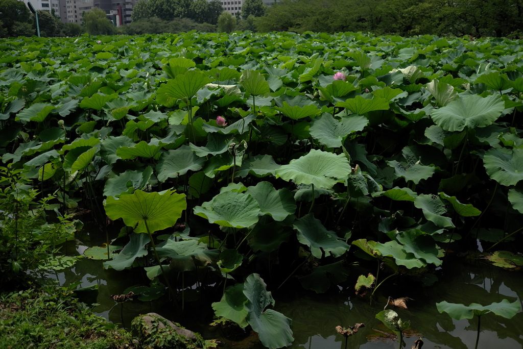 生えすぎだろう
